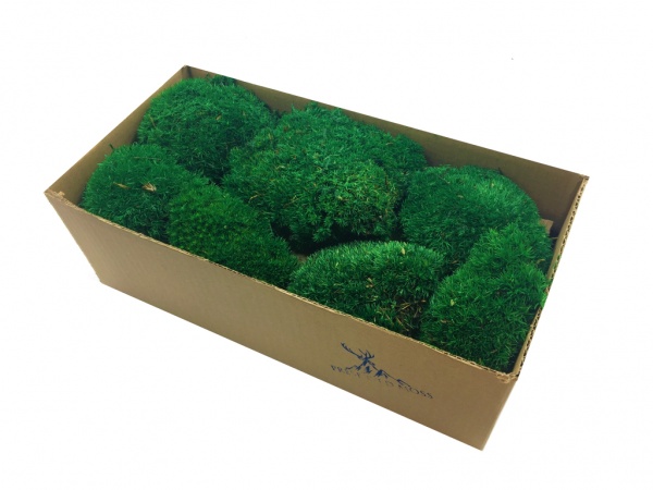 Premium Preserved Alpine Pillow Moss Dark Green 150g Box